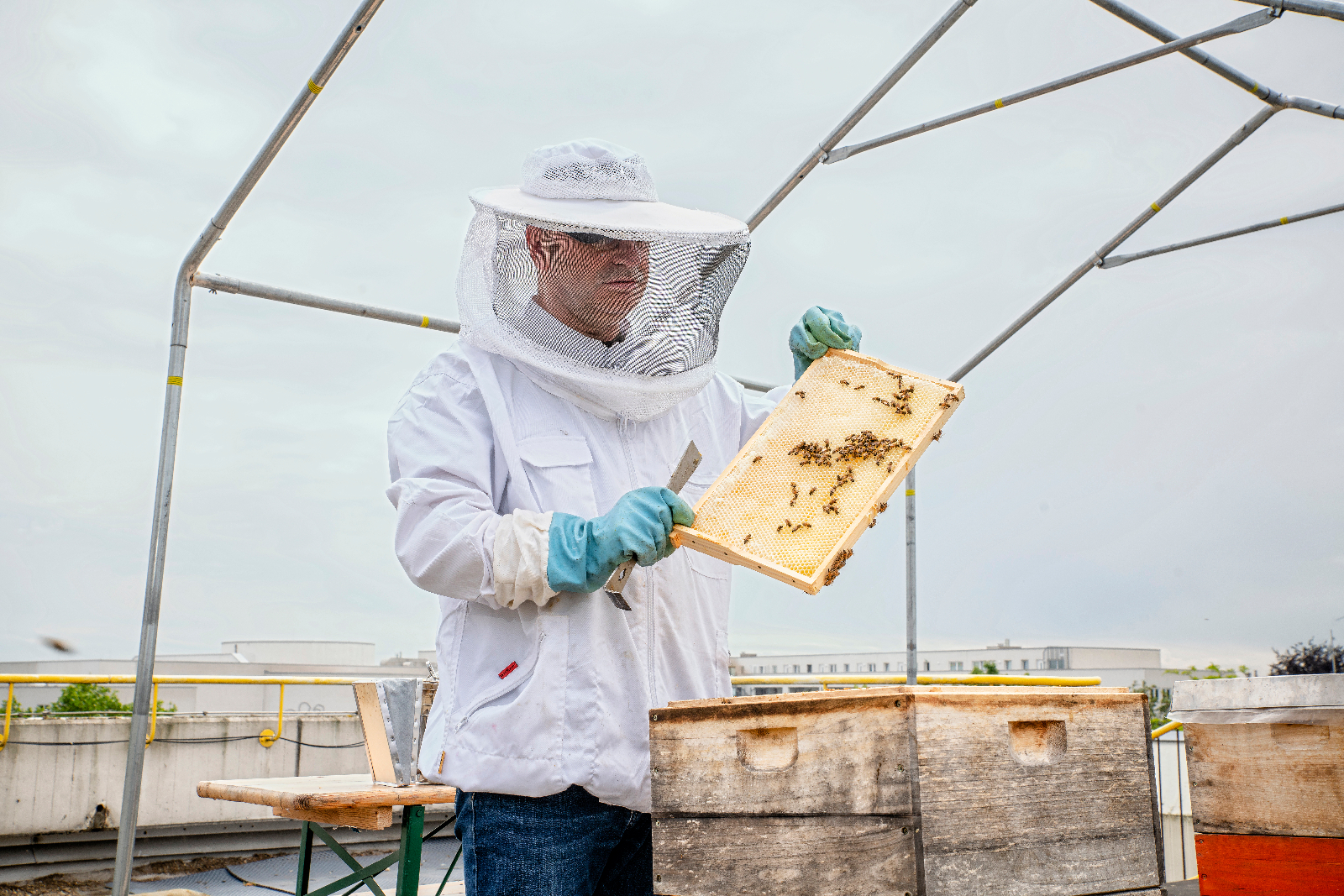 Bienenglück auf dem Dach