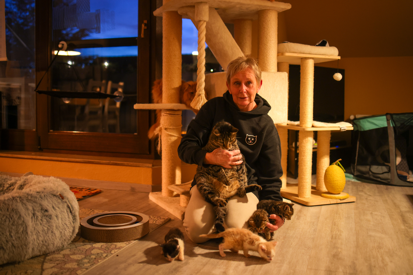 Die Stimme der Streuner