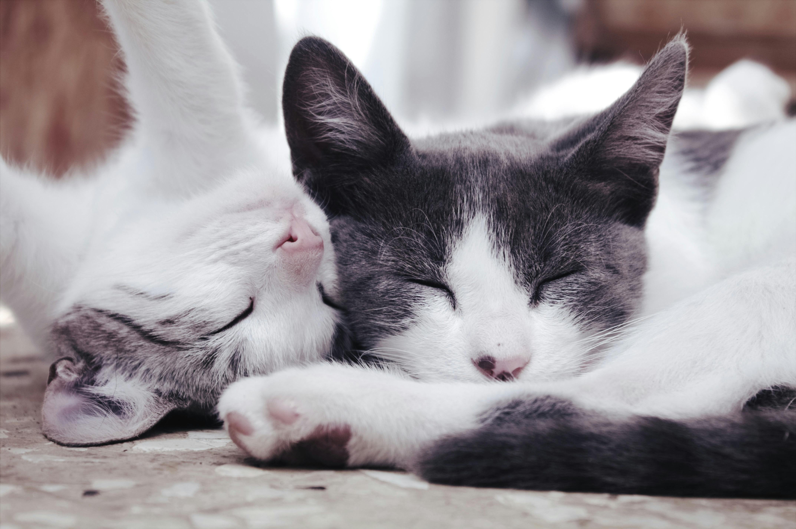 VHS-Kurs: Zweikatzenhaushalt