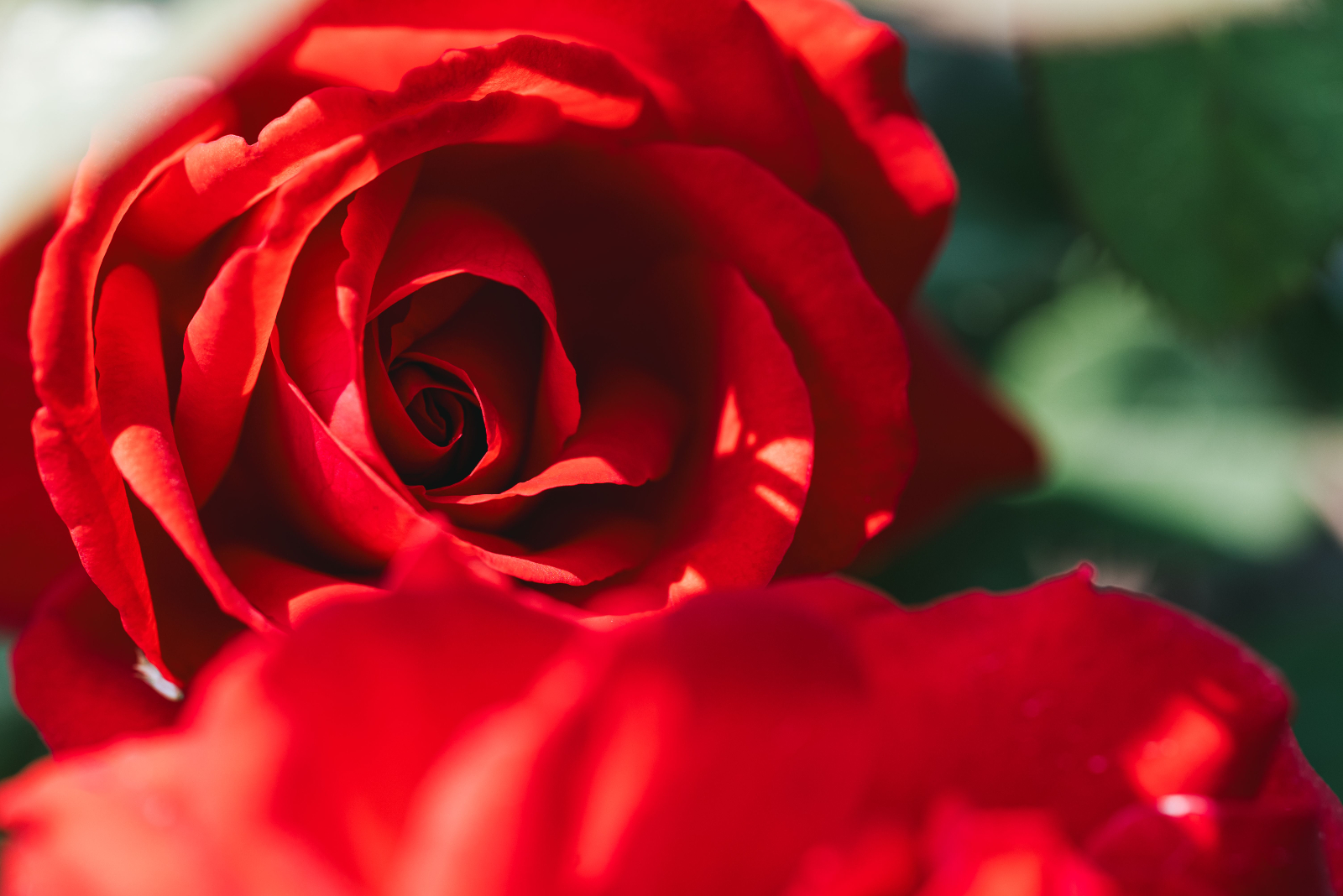 Für euch soll's rote Rosen regnen