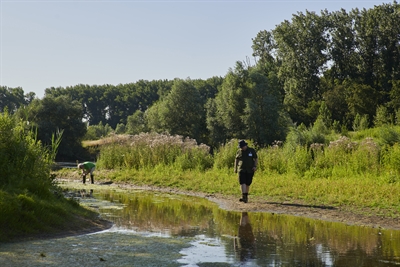 Blaukehlchen und Helm-Azurjungfer: Seltene Arten in der Lippe-Aue nachgewies