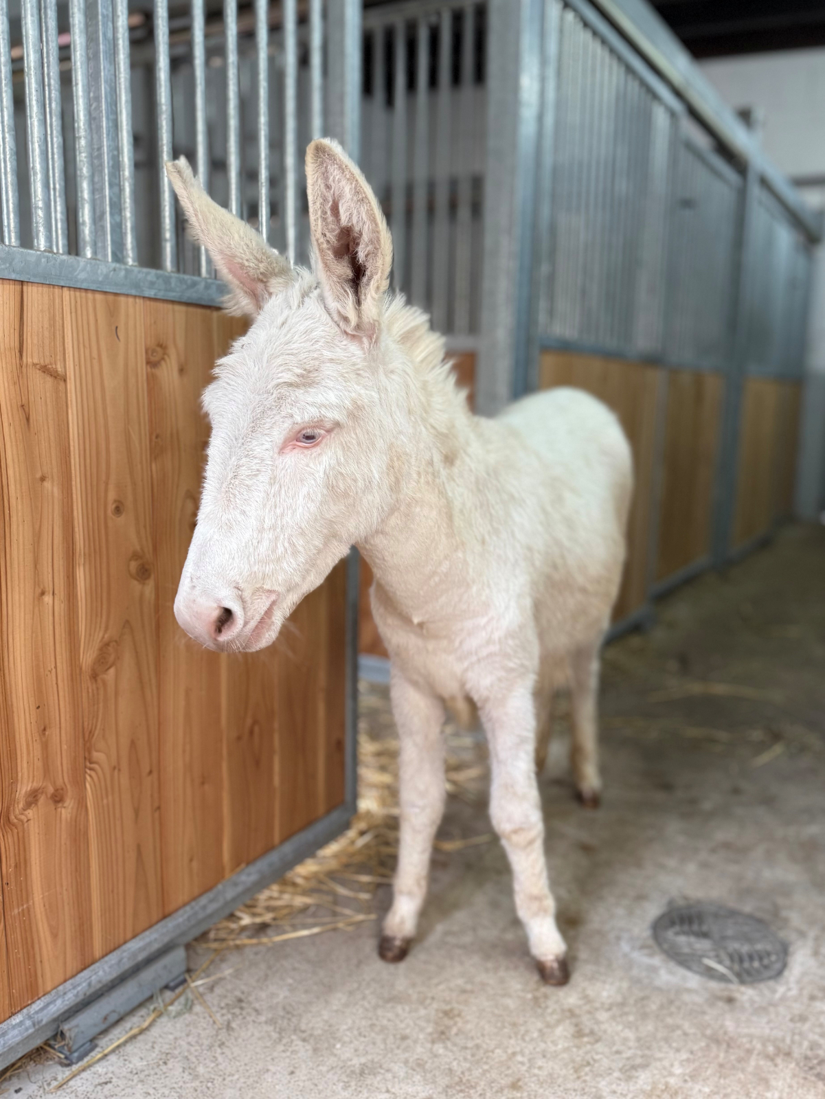 Seltene weiße Eselin im Tierpark eingezogen